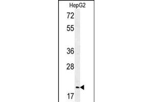 Western blot analysis of GMNN Antibody (Center ) (ABIN651420 and ABIN2840228) in HepG2 cell line lysates (35 μg/lane). (Geminin 抗体  (AA 96-123))
