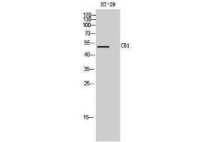 Western Blotting (WB) image for anti-Cannabinoid Receptor 1 (CNR1) (Internal Region) antibody (ABIN3174206) (CNR1 抗体  (Internal Region))