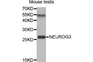 Western Blotting (WB) image for anti-Neurogenin 3 (NEUROG3) (AA 1-83) antibody (ABIN3016654) (Neurogenin 3 抗体  (AA 1-83))