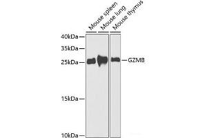 Western blot analysis of extracts of various cell lines using GZMB Polyclonal Antibody at dilution of 1:1000. (GZMB 抗体)