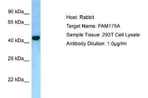 Host: RabbitTarget Name: FAM175AAntibody Dilution: 1. (CCDC98 抗体  (C-Term))
