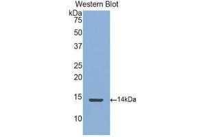 Western Blotting (WB) image for anti-Connective Tissue Growth Factor (CTGF) (AA 248-349) antibody (ABIN1171934) (CTGF 抗体  (AA 248-349))