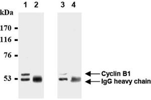 Western Blotting (WB) image for anti-Cyclin B1 (CCNB1) antibody (ABIN1106867) (Cyclin B1 抗体)