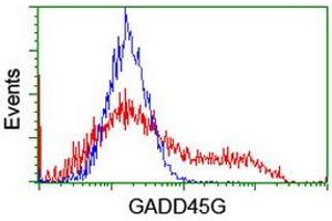 Image no. 2 for anti-Growth Arrest and DNA-Damage-Inducible, gamma (GADD45G) antibody (ABIN1497602) (GADD45G 抗体)
