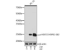 Western blot analysis of extracts of PC-12 cells, using Phospho-HSP27/HSPB1-S82 Rabbit mAb (ABIN7267571) at 1:1000 dilution. (HSP27 抗体  (pSer82))