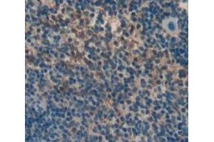 IHC-P analysis of Mouse Tissue, with DAB staining. (CRLF1 抗体  (AA 110-408))
