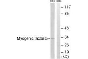 Western blot analysis of extracts from COS7 cells, using MYF5 (Ab-49) Antibody. (MYF5 抗体  (AA 21-70))