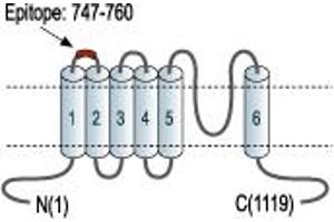 Representative domain view of the target of ABIN7885578.