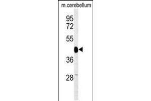 Western blot analysis of SGTB Antibody in mouse cerebellum tissue lysates (35ug/lane) (SGTB 抗体  (N-Term))