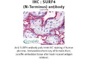 Image no. 2 for anti-Surfeit 4 (SURF4) (N-Term) antibody (ABIN1739779) (Surfeit 4 抗体  (N-Term))