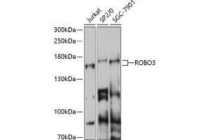 Western blot analysis of extracts of various cell lines, using ROBO3 antibody (ABIN7270111) at 1:1000 dilution. (ROBO3 抗体  (AA 1-147))