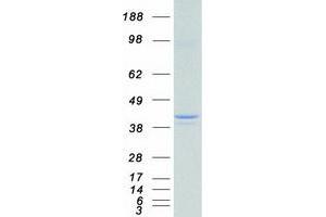 Western Blotting (WB) image for Paraoxonase 2 (PON2) (Transcript Variant 1) protein (Myc-DYKDDDDK Tag) (ABIN2729362)