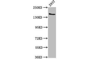 Western Blot Positive WB detected in: 293T whole cell lysate All lanes: EPRS antibody at 7. (EPRS 抗体  (AA 1207-1399))