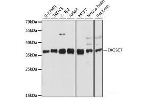 Western blot analysis of extracts of various cell lines using EXOSC7 Polyclonal Antibody at dilution of 1:3000. (EXOSC7 抗体)