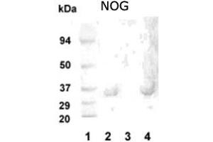 Western blot analysis of NOG in 20 ug of human hippocampus tissue lysate (Lanes 2 and 4) with NOG polyclonal antibody at 1 : 1000 dilution . (NOG 抗体)