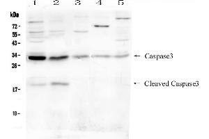 Western blot analysis of Caspase-3 (P17)  using anti- Caspase-3 (P17)  antibody . (Caspase 3 抗体  (N-Term))