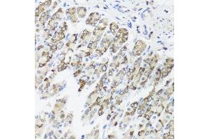 Immunohistochemistry of paraffin-embedded mouse stomach using TIMM10B antibody. (TIMM10B 抗体  (AA 1-103))