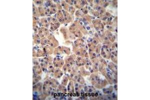 ATPBD3 antibody (Center) immunohistochemistry analysis in formalin fixed and paraffin embedded human pancreas tissue followed by peroxidase conjugation of the secondary antibody and DAB staining. (ATPBD3 抗体  (Middle Region))