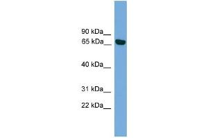 WB Suggested Anti-PRKCI Antibody Titration: 0.
