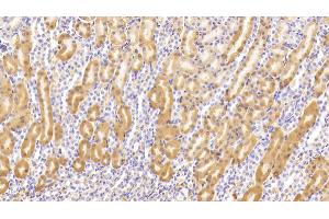 Detection of TBG in Mouse Kidney Tissue using Polyclonal Antibody to Thyroxine Binding Globulin (TBG) (SERPINA7 抗体  (AA 127-393))