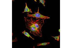 Immunofluorescence analysis of Hela cells using HIF1A mouse mAb (green). (HIF1A 抗体)