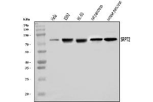 Western blot analysis of SRP72 using anti-SRP72 antibody (ABIN7601648). (SRP72 抗体  (AA 40-460))