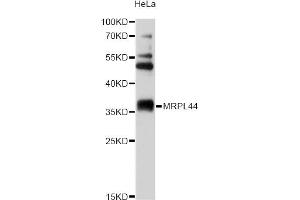 Western blot analysis of extracts of HeLa cells, using MRPL44 antibody (ABIN5972856) at 1/2000 dilution. (MRPL44 抗体)
