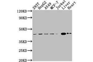 Western Blot Positive WB detected in: 293T whole cell lysate, HepG2 whole cell lysate, A549 whole cell lysate, MCF-7 whole cell lysate, Jurkat whole cell lysate, Mouse liver tissue, Mouse heart tissue All lanes: AGTR2 antibody at 1:2000 Secondary Goat polyclonal to rabbit IgG at 1/50000 dilution Predicted band size: 42 kDa Observed band size: 42 kDa (Recombinant Angiotensin II Type 2 Receptor 抗体)