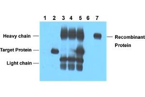 Immunoprecipitation analysis of Lane 1: Untransfected 293 cell lysate, Lane 2: Transfected 293 cell lysate with V5-tag fusion protein, Lane 3: IP (untransfected 293 + V5 tag monoclonal antibody, clone 3C8 + Protein G agarose) , Lane 4: IP (transfected 293 + normal Mouse IgG + Protein G agarose), Lane 5: IP (transfected 293 + V5 tag monoclonal antibody, clone 3C8 + Protein G agarose), Lane 6: IP (transfected 293 + Protein G agarose), Lane 7: Recombinant protein (E. (V5 Epitope Tag 抗体)