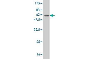 Western Blot detection against Immunogen (50. (Myogenin 抗体  (AA 1-224))