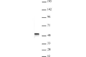 ACTL6B antibody (pAb) tested by Western blot. (Actin-Like 6B 抗体  (N-Term))