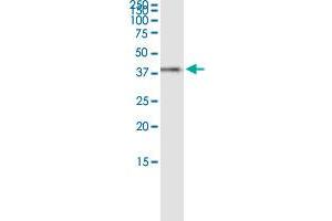 Immunoprecipitation of RFC4 transfected lysate using rabbit polyclonal anti-RFC4 and Protein A Magnetic Bead ( U0007 ), and immunoblotted with mouse purified polyclonal anti-RFC4.