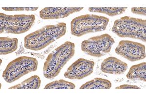 Detection of CD73 in Mouse Small intestine Tissue using Polyclonal Antibody to Cluster Of Differentiation 73 (CD73) (CD73 抗体  (AA 29-550))