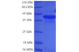 SDS-PAGE (SDS) image for Small Nuclear Ribonucleoprotein D2 Polypeptide 16.5kDa (SNRPD2) (AA 1-118), (full length) protein (GST tag) (ABIN7479278)