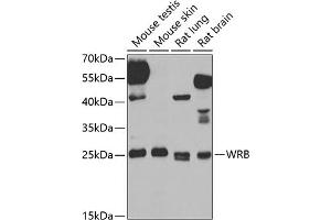 Western blot analysis of extracts of various cell lines, using WRB antibody (ABIN6129154, ABIN6150261, ABIN6150262 and ABIN6222768) at 1:1000 dilution. (WRB 抗体  (AA 30-100))