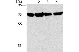 Western Blotting (WB) image for anti-DEP Domain Containing 1 (DEPDC1) antibody (ABIN2429933) (DEPDC1 抗体)