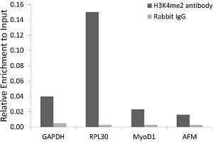 Chromatin immunoprecipitation analysis extracts of 293 cell line, using DiMethyl-Histone H3-K4 antibody and rabbit IgG. (Histone 3 抗体  (H3K4me2))