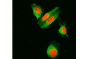 IF analysis of SF3A1 and Tubulin alpha using anti-SF3A1 antibody (ABIN7600556) and anti-Tubulin alpha antibody (ABIN7600339). (SF3A1 抗体  (AA 20-556))