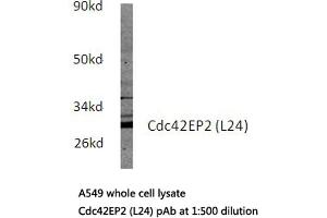 Western blot (WB) analysis of Cdc42EP2 antibody in extracts from A549 cells. (CDC42EP2 抗体)