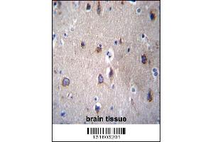 PCDHB14 Antibody immunohistochemistry analysis in formalin fixed and paraffin embedded human brain tissue followed by peroxidase conjugation of the secondary antibody and DAB staining. (PCDHB14 抗体  (N-Term))
