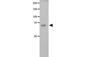 Western blot analysis of FANCG in transfected COS-1 cell lysate using FANCG polyclonal antibody . (FANCG 抗体)