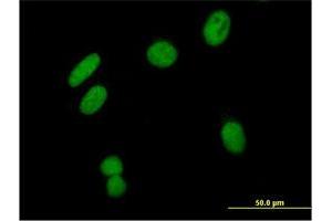 Immunofluorescence (IF) image for anti-Zinc Finger and SCAN Domain Containing 16 (ZSCAN16) (AA 1-348) antibody (ABIN529285)