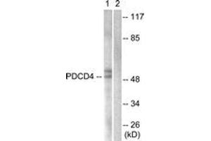 Western blot analysis of extracts from 293 cells, using PDCD4 (Ab-457) Antibody. (PDCD4 抗体  (AA 420-469))
