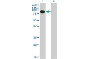 Western Blot analysis of THNSL1 expression in transfected 293T cell line by THNSL1 monoclonal antibody (M08), clone 6B1. (THNSL1 抗体  (AA 151-250))