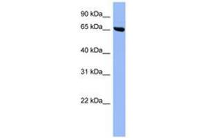 Image no. 1 for anti-SHC (Src Homology 2 Domain Containing) Transforming Protein 3 (SHC3) (AA 359-408) antibody (ABIN6741713)
