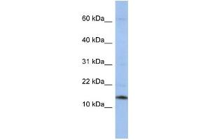Western Blotting (WB) image for anti-Small Nuclear Ribonucleoprotein D2 Polypeptide 16.5kDa (SNRPD2) antibody (ABIN2458512) (SNRPD2 抗体)