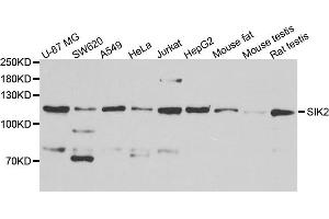 Western blot analysis of extract of various cells, using SIK2 antibody.