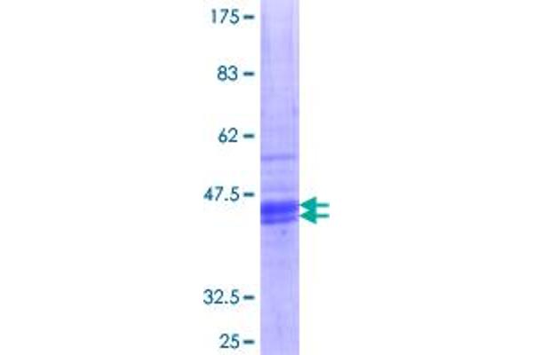 HRH1 Protein (AA 312-414) (GST tag)