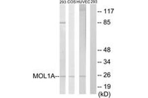 Western blot analysis of extracts from 293/COS7/HuvEc cells, treated with IFN 2500U/ml 30', using MOL1A Antibody. (MOL1A (AA 101-150) 抗体)