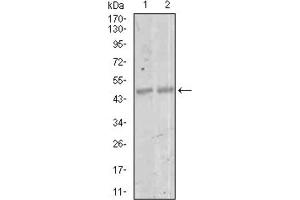 Western blot analysis using MEF2C antibody against NIH3T3 (1) and 3T3-L1 (2) cell lysate. (MEF2C 抗体  (AA 1-125))